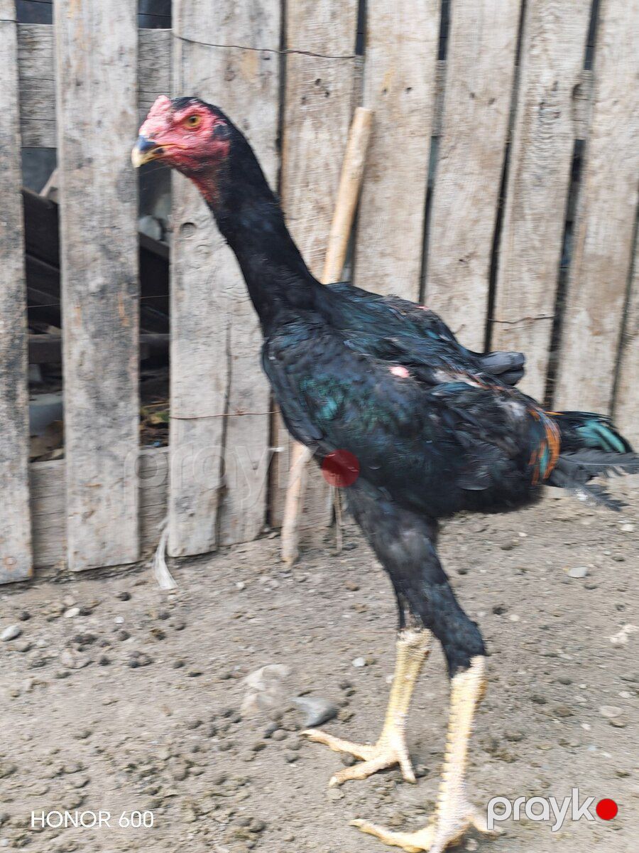 Heyratı — Quşlar, Ağstafa (3)