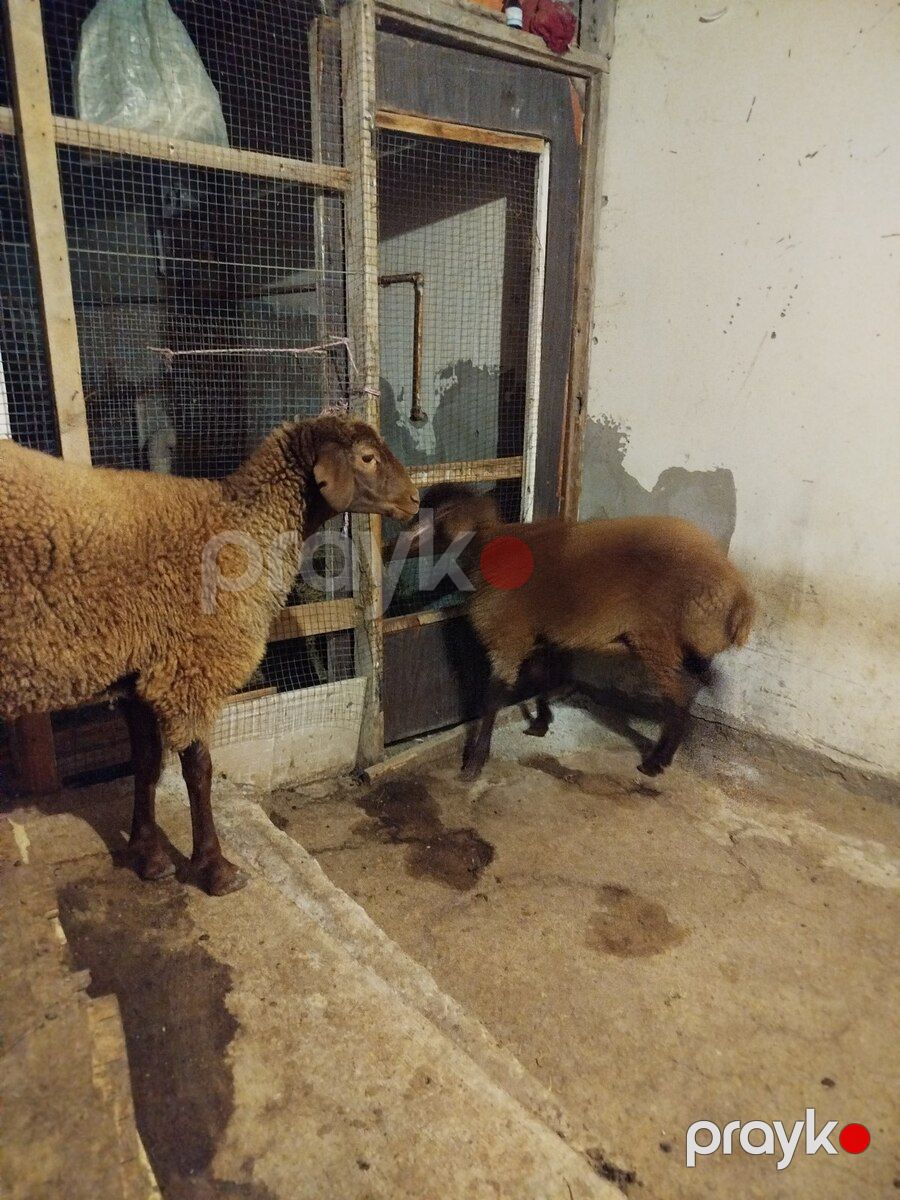 Quzular — Kənd təsərrüfatı heyvanları, Bakı (5)