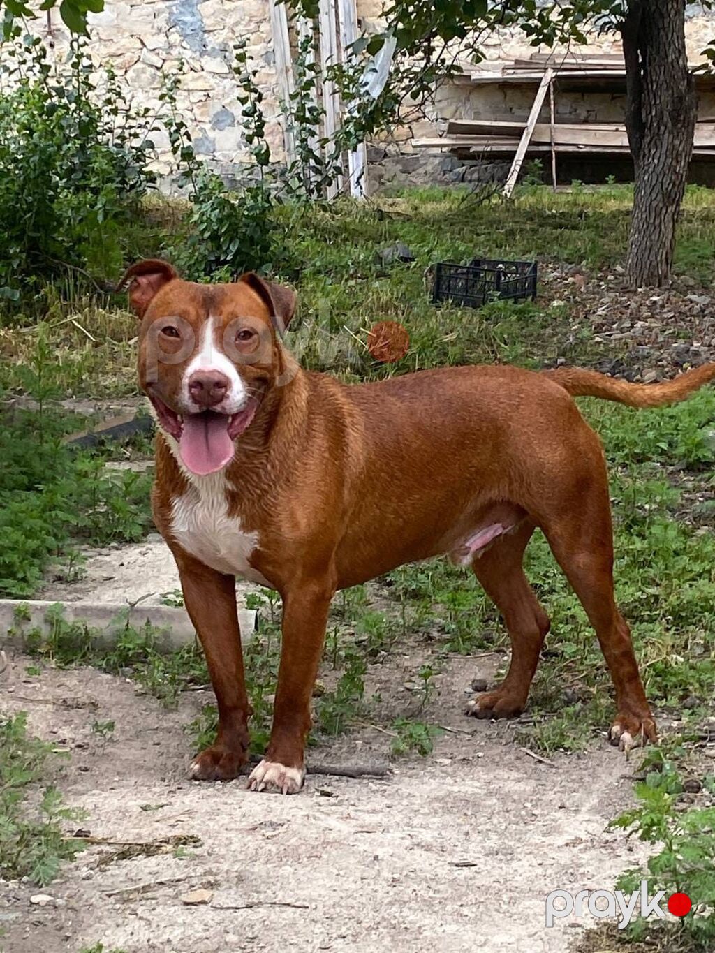 Pitbul, Erkək — Köpəklər, Gəncə (4)