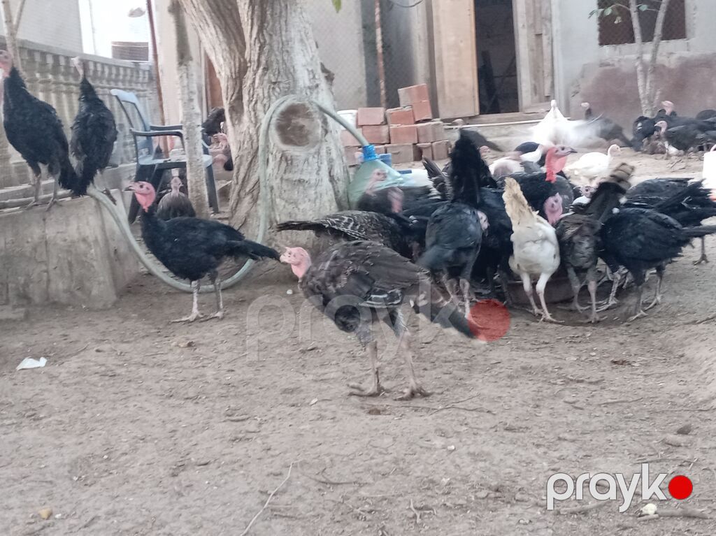 Məhsul: Hind toyuqları. Amerikan sortu Təsvir: - Açıq həyətdə — Digərləri, Bakı (5)