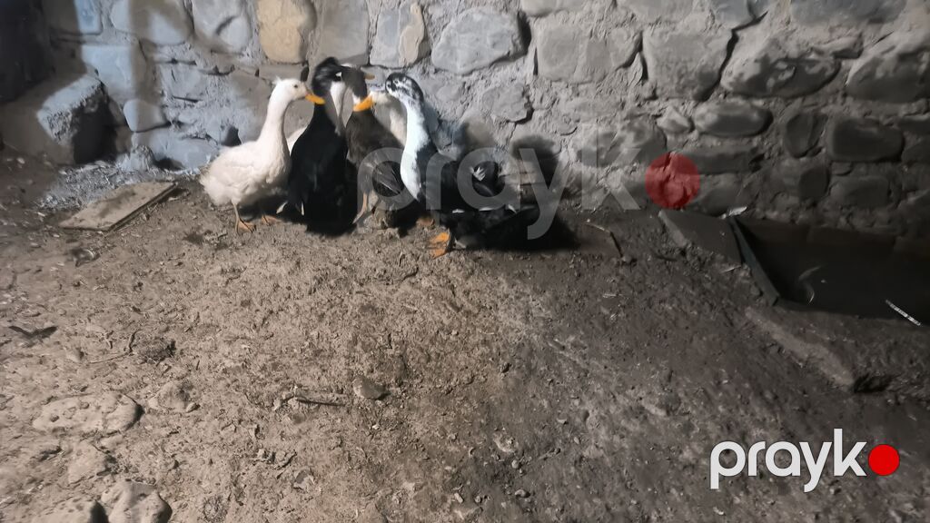 Kom 1 ədədi 10 manatdan 6 ədəd dir sağlam heyvanlardı fikri ciddi — Digərləri, Şəki (2)