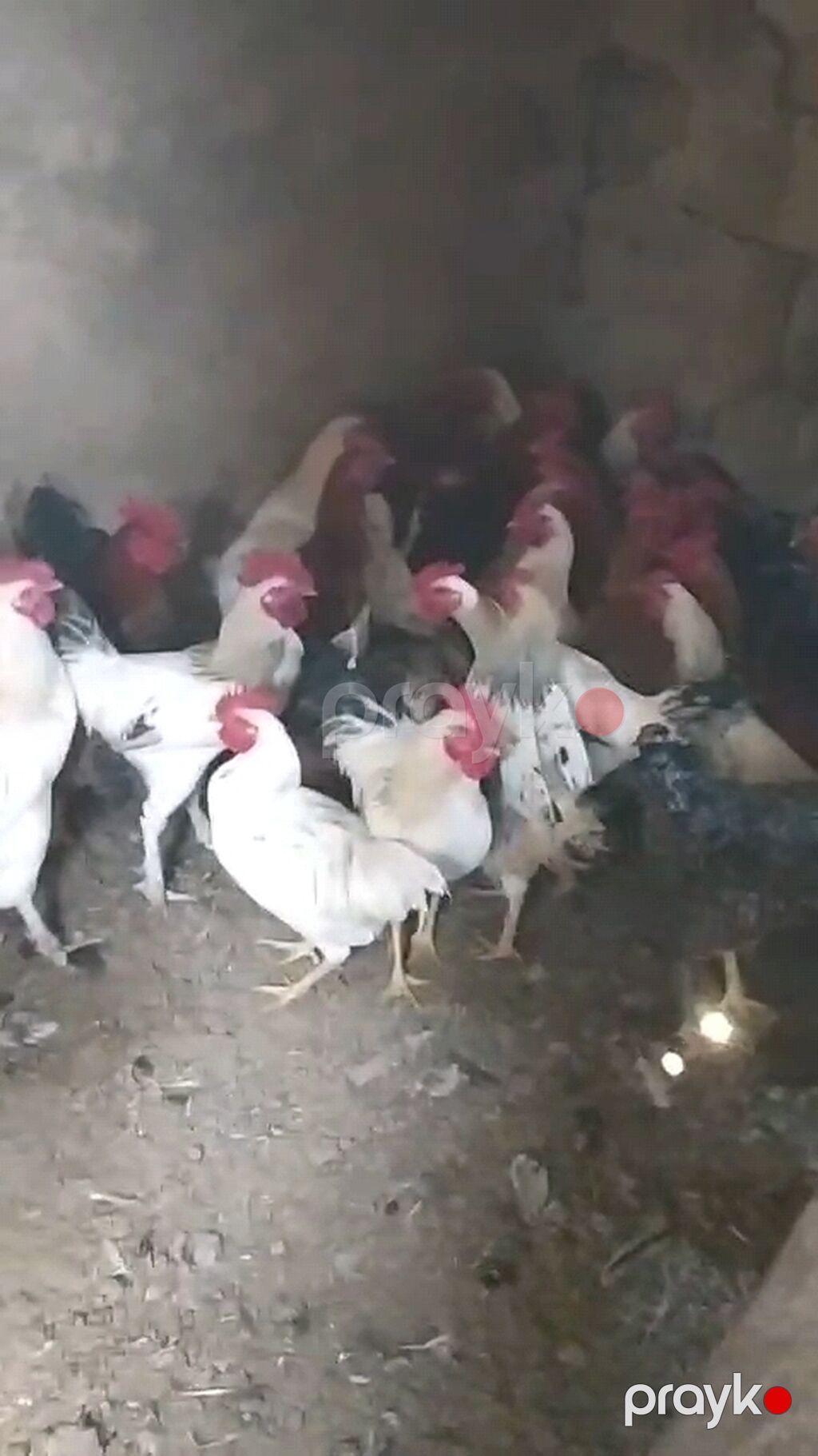 Toyuq, Damazlıq — Toyuq və xoruz, Bakı (4)