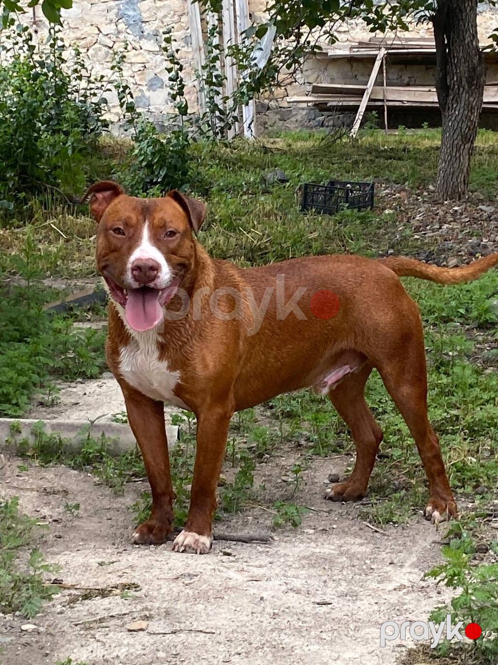 Pitbul, 3 il, Erkək — Köpəklər, Gəncə (4)