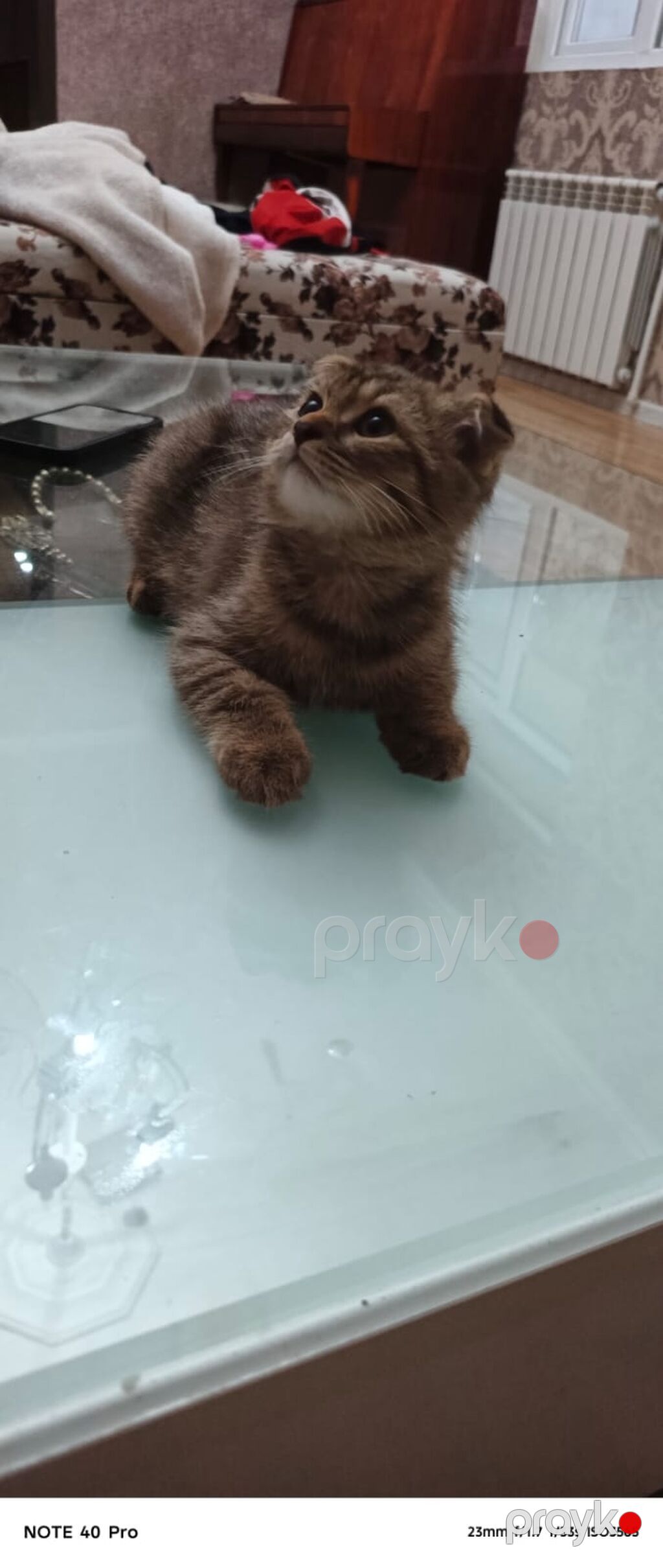 Şotland yastı qulaq, Erkək — Pişiklər, Bakı (3)