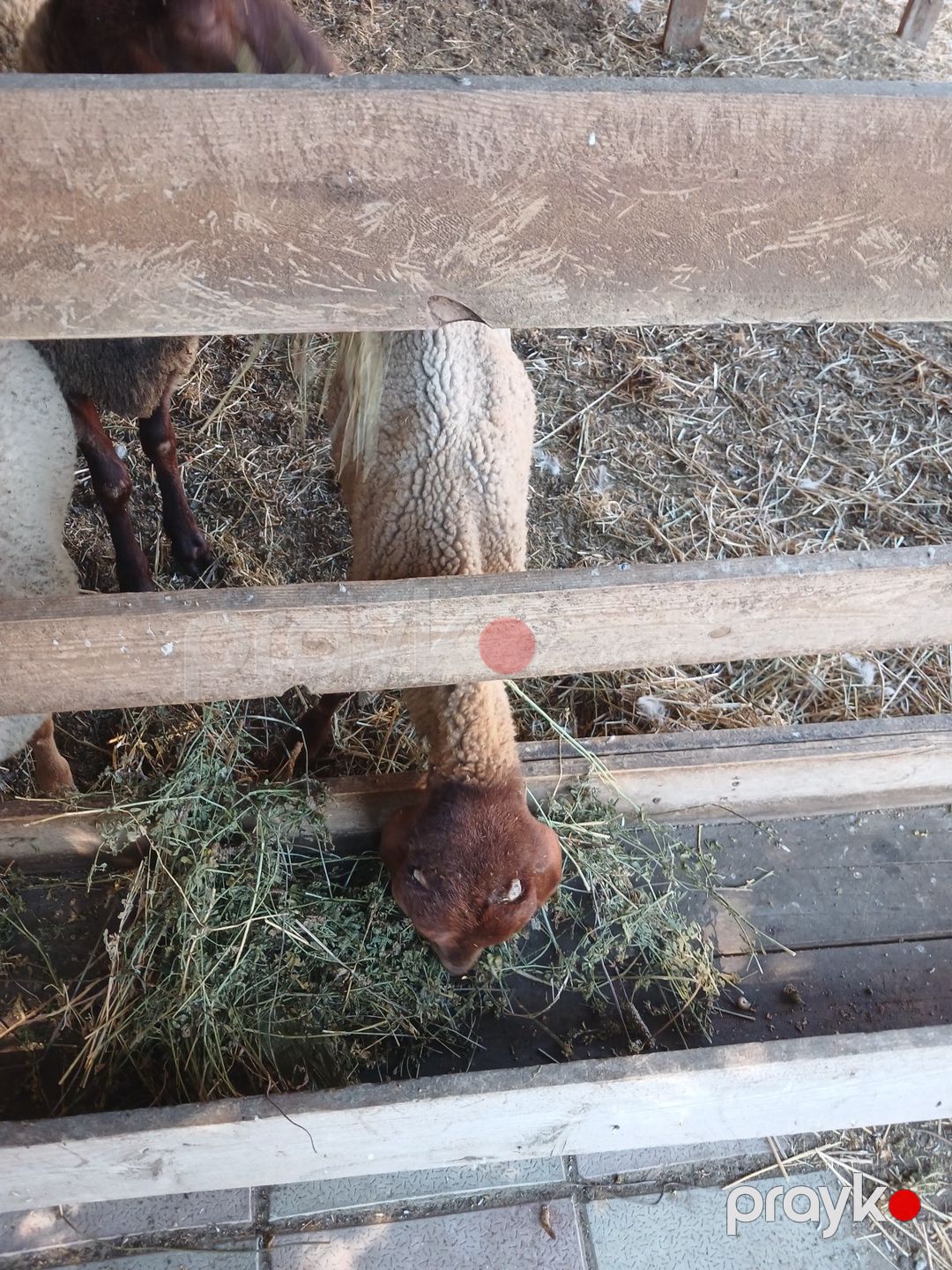 Quzu — Kənd təsərrüfatı heyvanları, Bakı (5)