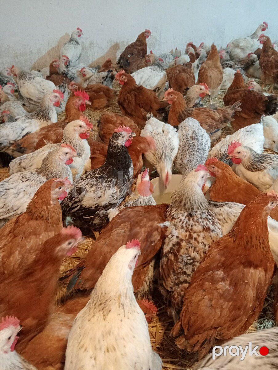 Çolpalar — Quşlar, Bakı (7)