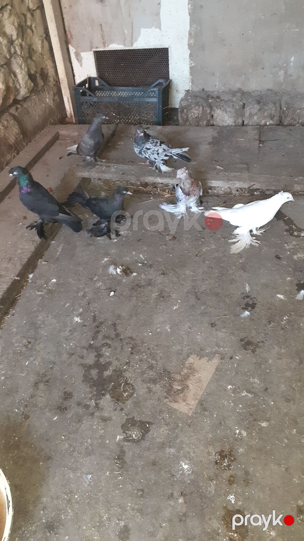 6 eded iri lelekli kekilli quslar satilir hamisi bir nesildi — Göyərçin, Digah (4)