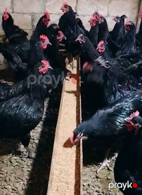Saf qan Avstrolorp sürüsü satılır. 1+1 şəklində satılır. Fərələrdən — İmişli
