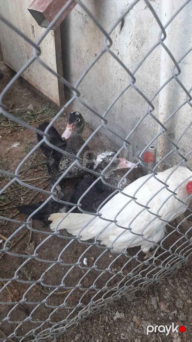 Ördəklər — Quşlar, Bakı (2)