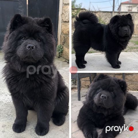 Çau-Çau, 9 ay, Erkək, Peyvəndli — Saray