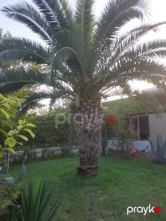 Palma ağacı — Bitkilər, Bakı (11)