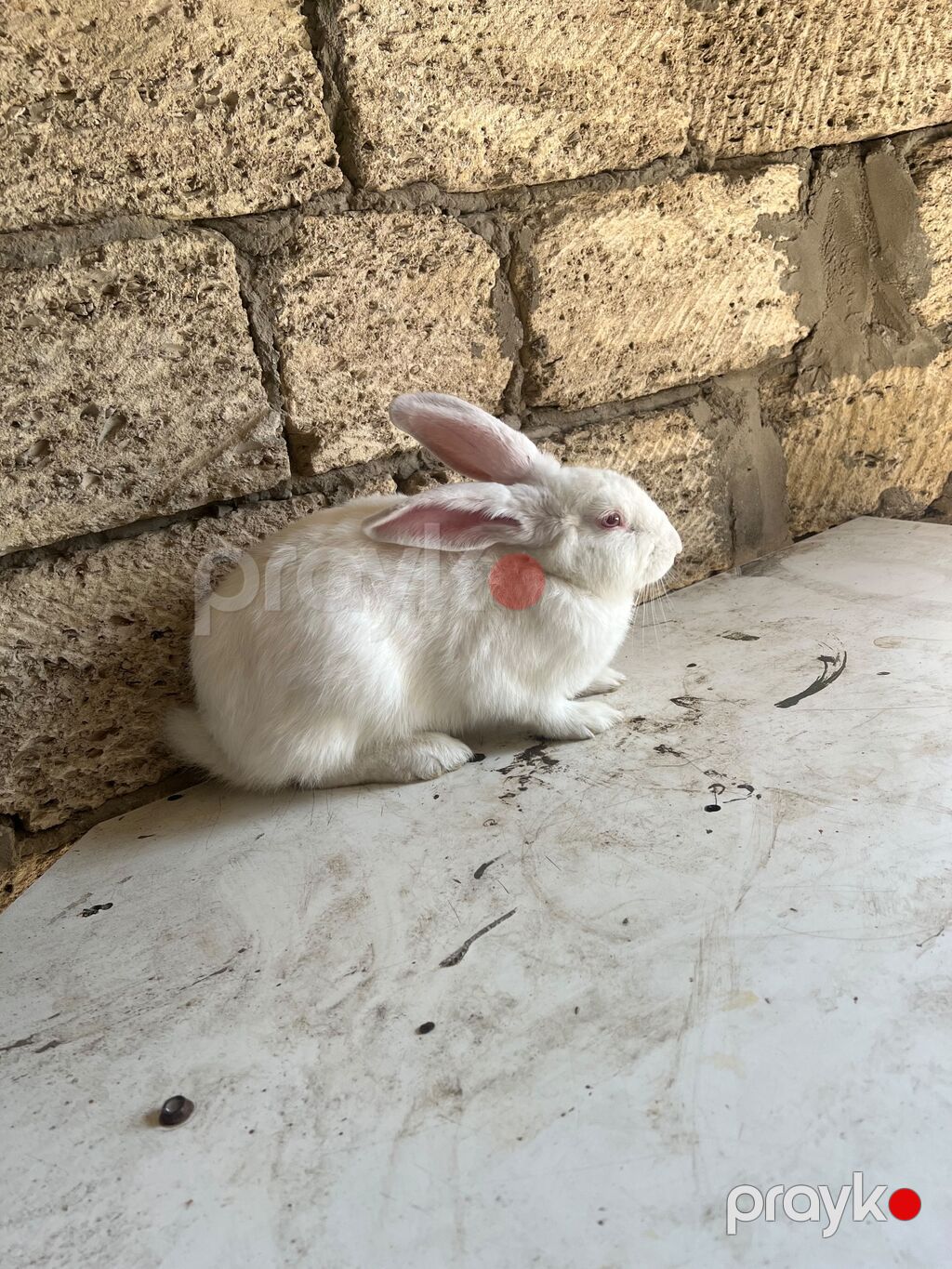 Rizen qarşqı domvanımız sadıda yeridişi üçü suberdi çox munasib qimede — Dovşanlar, Sumqayıt (8)