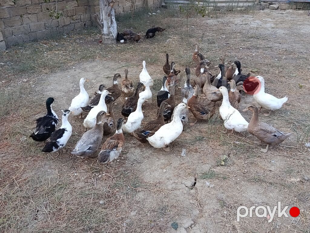 Ördəkler 4-5ayindi.Pekin,Xarkov, Qışqıran,qarsiq.qiymet 13m Papaqli — Digərləri, Mehdiabad (9)
