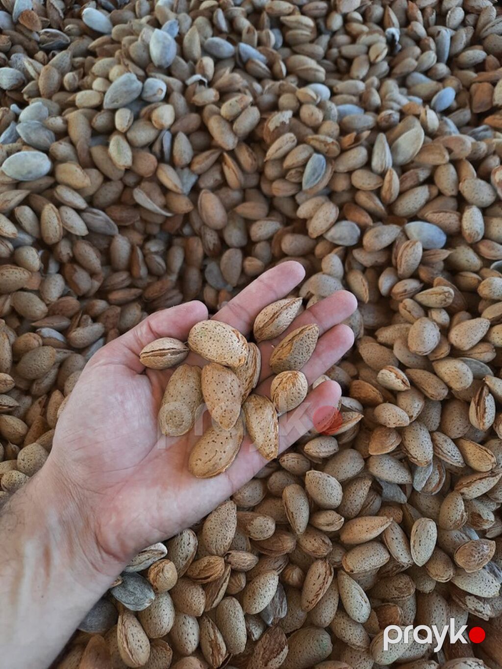 Məhsul: qabıqlı badam (təbii qabığında) Təsvir: - Təbii qabığında — Qida məhsulları, Gəncə (2)