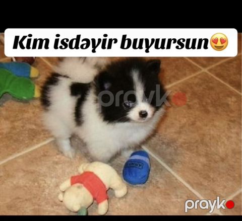 Şpitz, 2 ay — Bakı