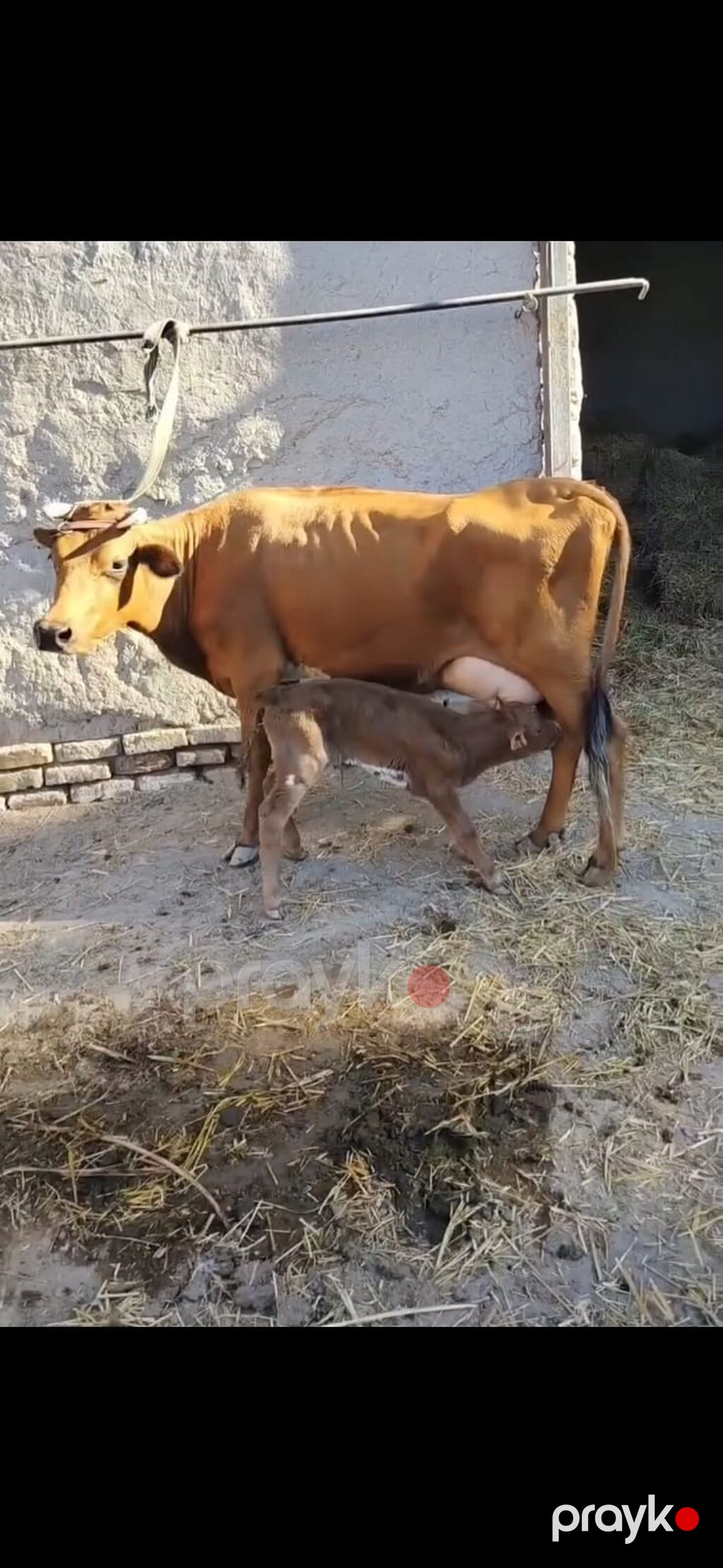 Südlük inək – buzovla birlikdə - Qəhvəyi rəngli, sağım üçün əlverişli — Kənd təsərrüfatı heyvanları, İsmayıllı (3)