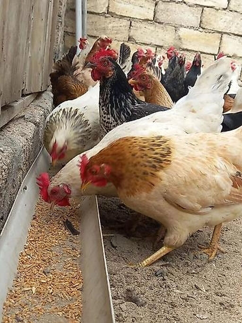 Toyuq, Yumurtalıq — Toyuq və xoruz, Bakı (2)
