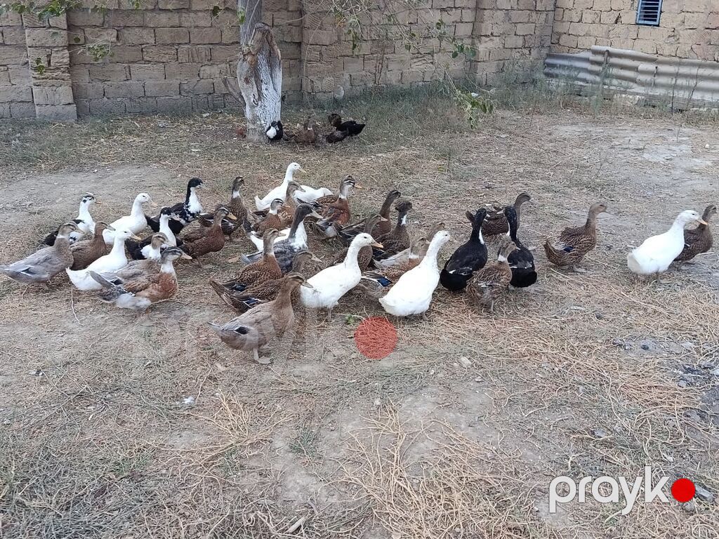 Ördəkler 4-5ayindi.Pekin,Xarkov, Qışqıran,qarsiq.qiymet 13m Papaqli — Digərləri, Mehdiabad (5)