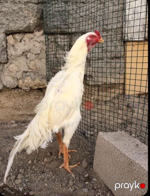Ağ rəngli, uzunboyun, möhkəm skeletli erkək toyuq (cins: ehtimalən — Gəncə