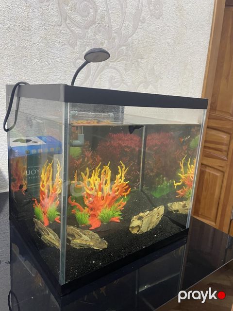 Akvarium — Bakı
