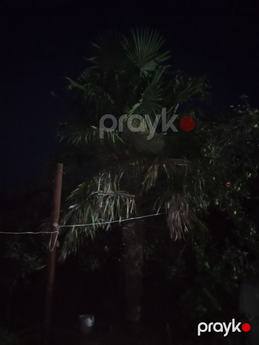 Satılır: dekorativ palma ağacı (Trachycarpus tipli, yelpik formalı — Ağaclar və fidan, Beyləqan (3)