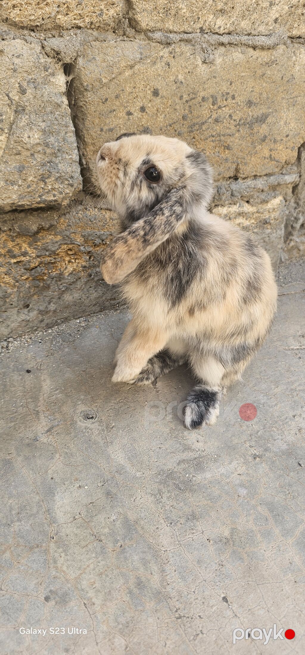 Mini lop erkek cütğ hazırdı qiyməti 35 m ələ öyrəşib çox yaxşı — Dovşanlar, Bakı (2)