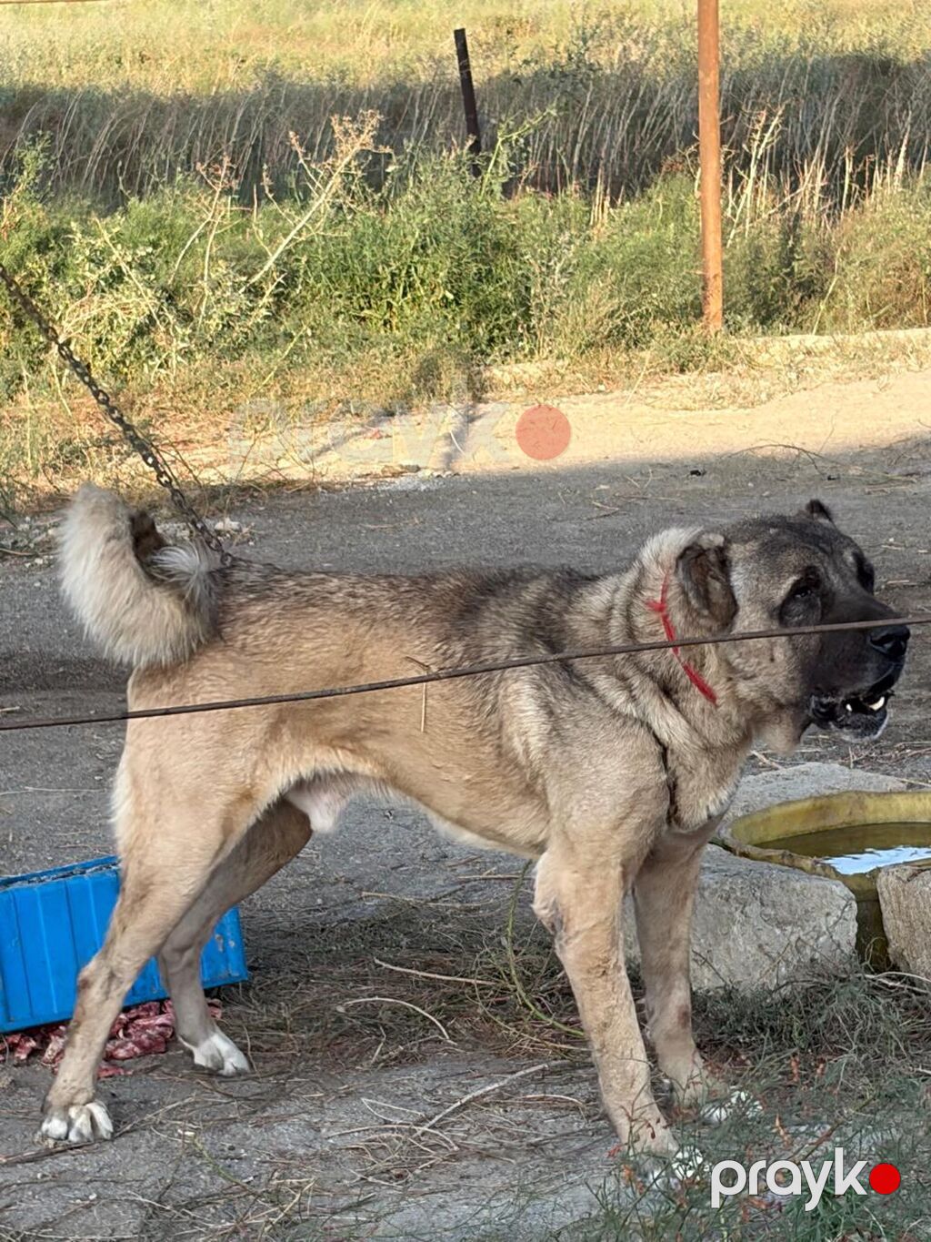 Kanqal, 2 il, Erkək, Peyvəndli, Rayonlara çatdırılma — Köpəklər, Mehdiabad (3)