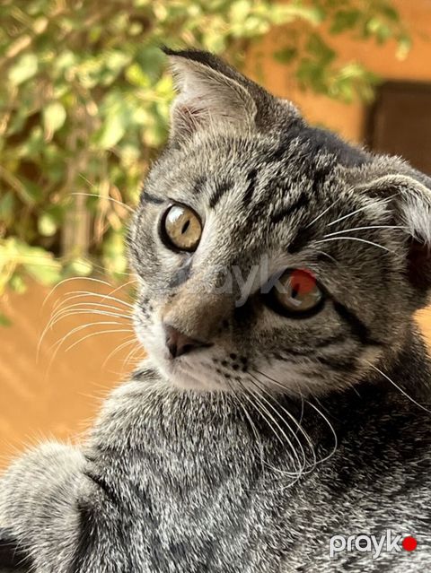Tabbi, Erkək — Xırdalan
