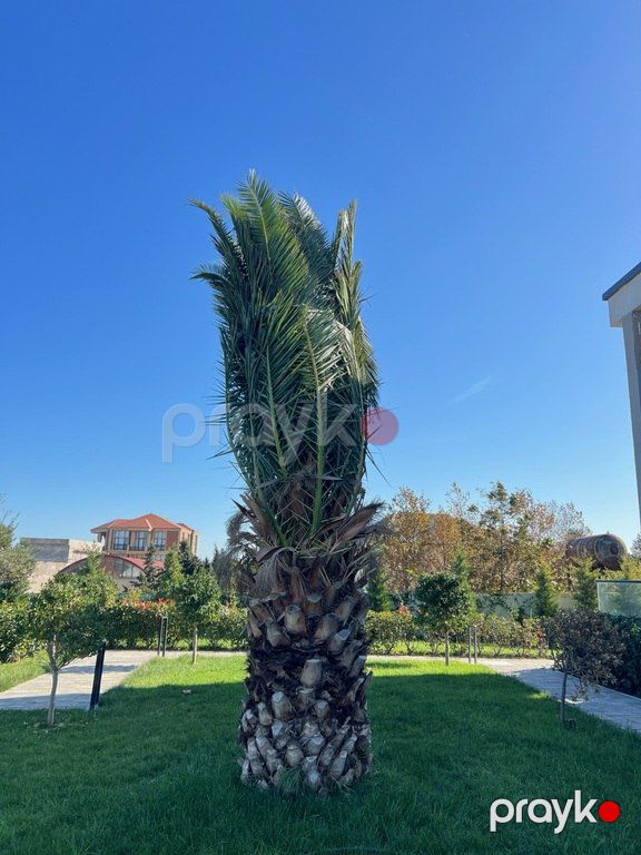 Finik palması — Bitkilər, Bakı (7)