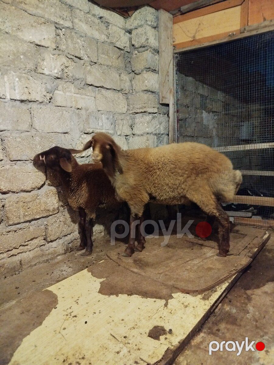 Quzular — Kənd təsərrüfatı heyvanları, Bakı (4)