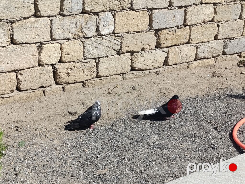 Cüt nikalay hazır cutduler Maya paqonnu cil Erkey ağ quyrug — Göyərçin, Digah (3)