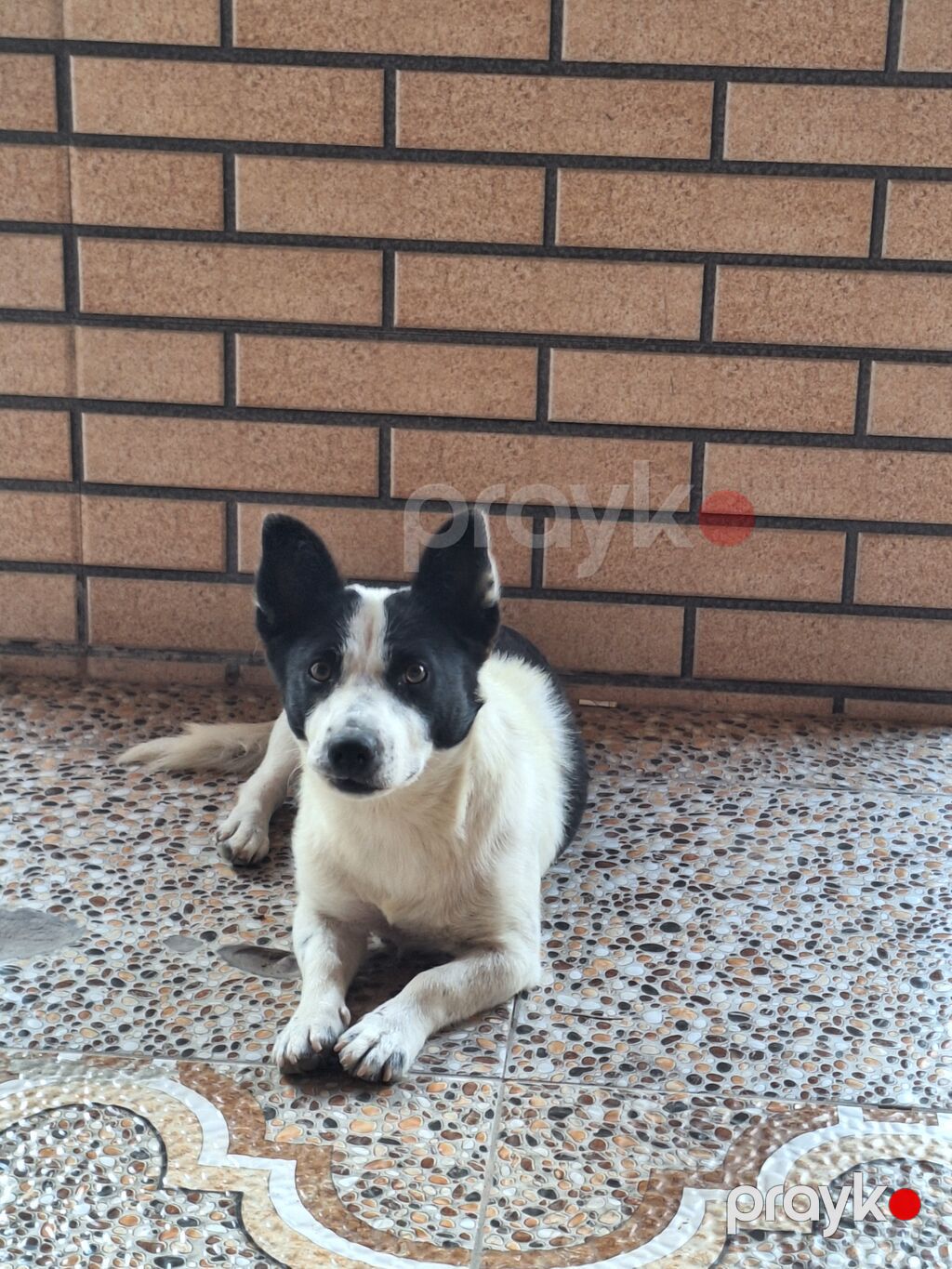 Zvonok, 3 ay, Erkək, Peyvəndli, Ödənişli çatdırılma — Köpəklər, Digah (4)