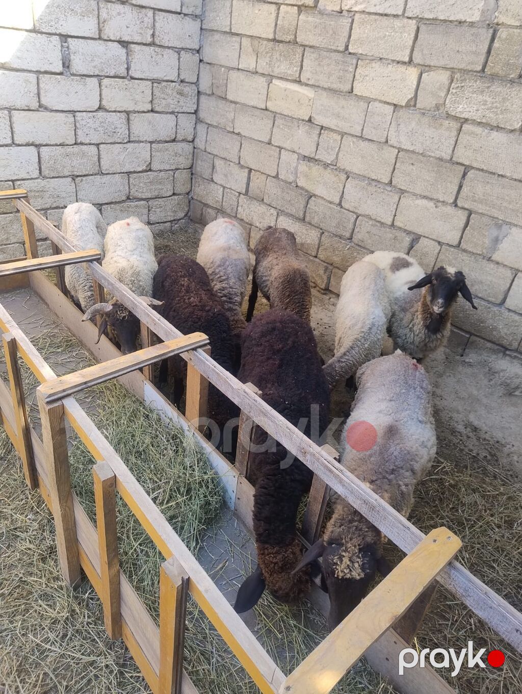 Quzu satılır 9dənədi qiymət komuna aiddir.2 erkək 7dişi. diri çəkiləri — Kənd təsərrüfatı heyvanları, Saray (4)