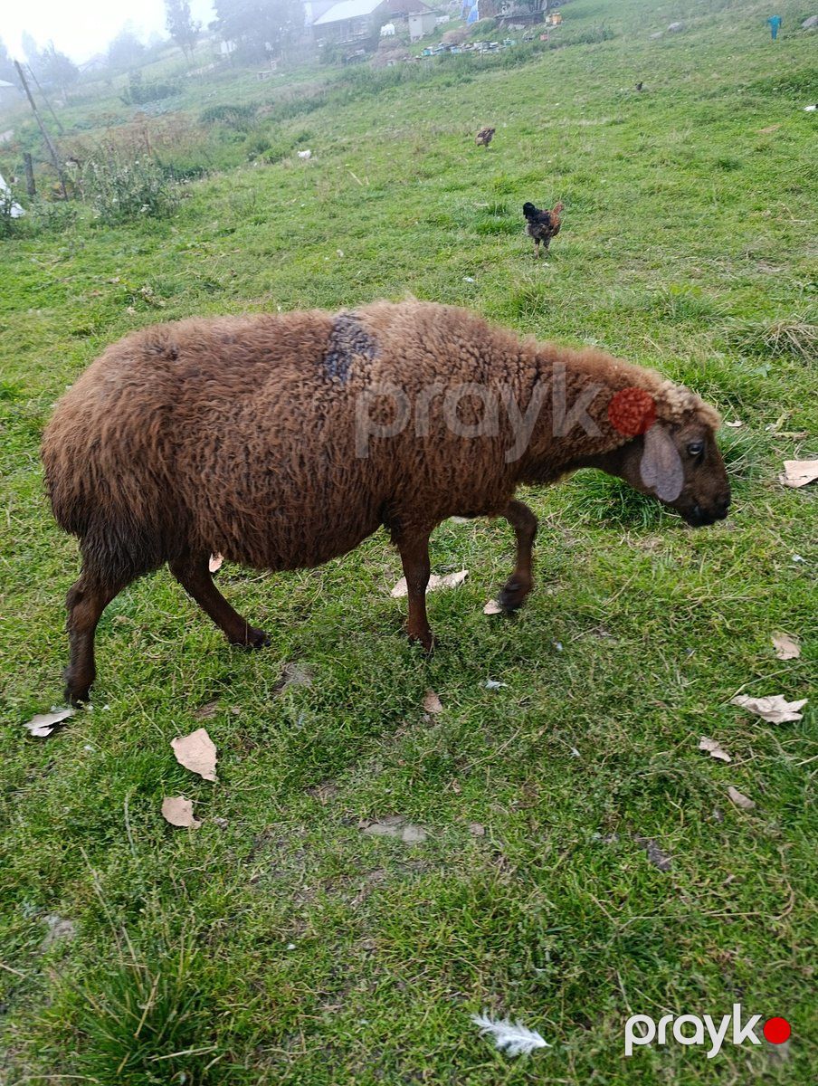 Qoyunlar — Kənd təsərrüfatı heyvanları, Qusar (2)