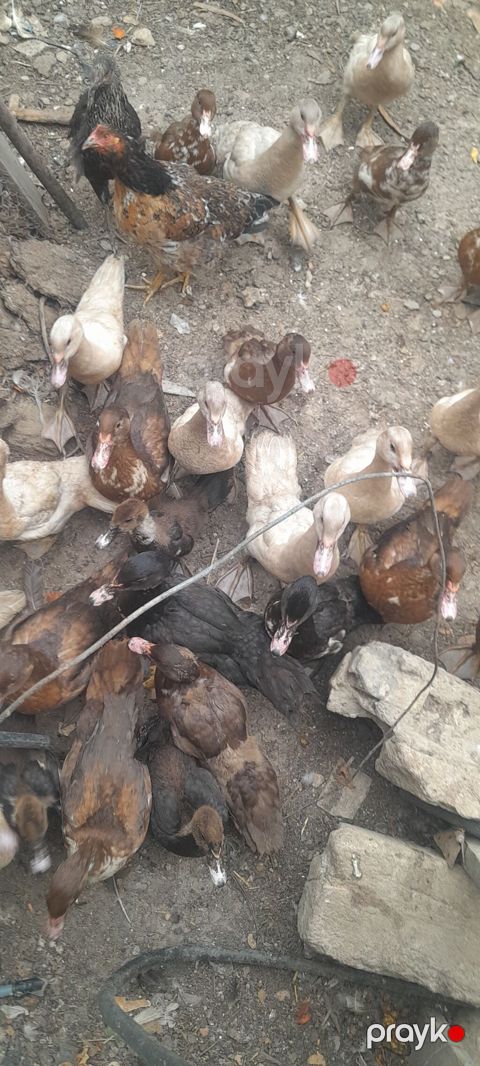 Mullard ördəklər (indo duck) – müxtəlif rənglərdə böyük sürü - Cins — Bakı
