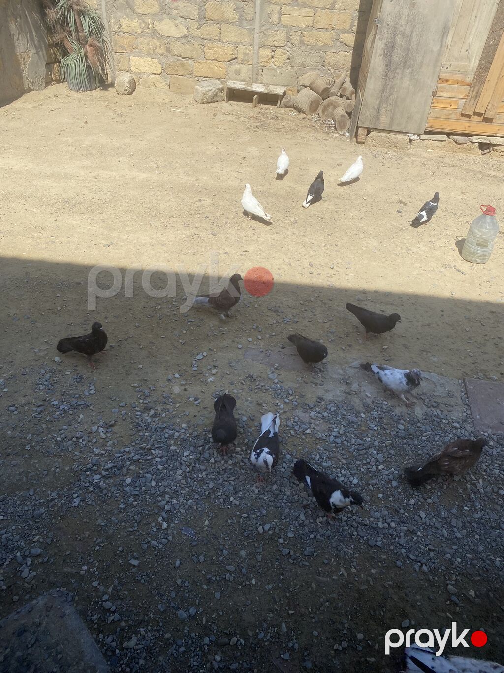 Tergizme heyvanlardı 16 dene icinde ucurmalğ balalarda var sağlamdılar — Göyərçin, Digah (7)