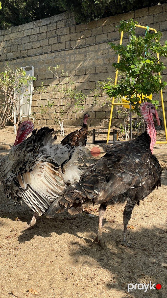 Hinduşkalar — Quşlar, Bakı (2)