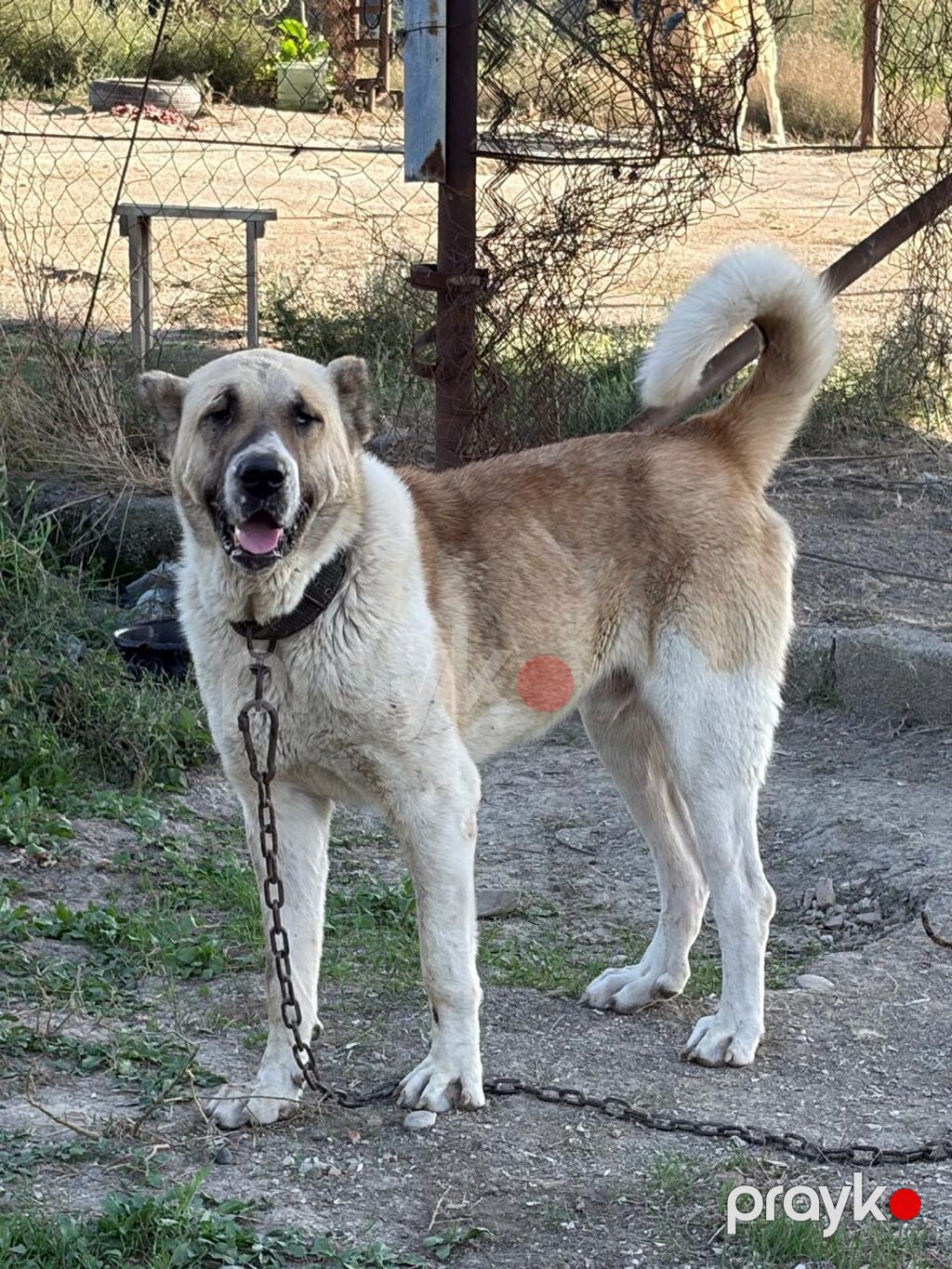 Qurdbasar, 2 il, Erkək, Peyvəndli, Rayonlara çatdırılma — Köpəklər, Mehdiabad (2)