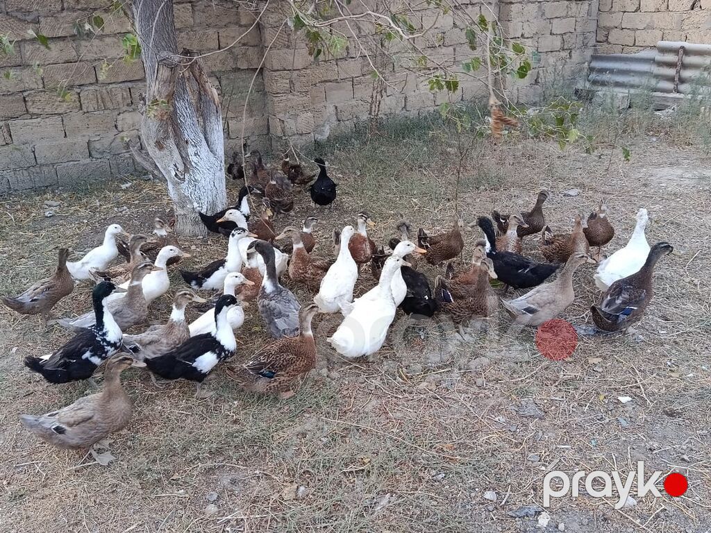 Ördəkler 4-5ayindi.Pekin,Xarkov, Qışqıran,qarsiq.qiymet 13m Papaqli — Digərləri, Mehdiabad (4)