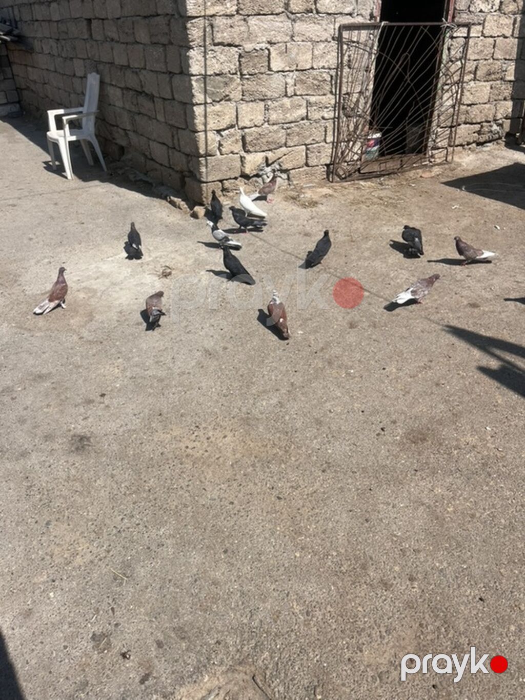 Məqsədli uçuş və baxım üçün müxtəlif rəng və naxışlarda ev — Göyərçin, Digah (3)