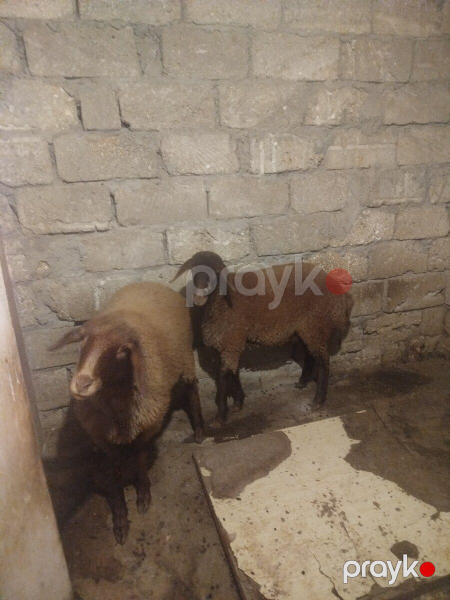Quzular — Kənd təsərrüfatı heyvanları, Bakı (2)