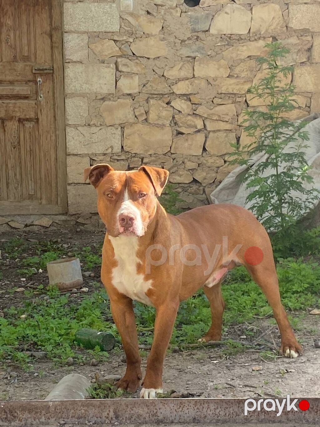 Pitbul, Erkək — Köpəklər, Gəncə (3)