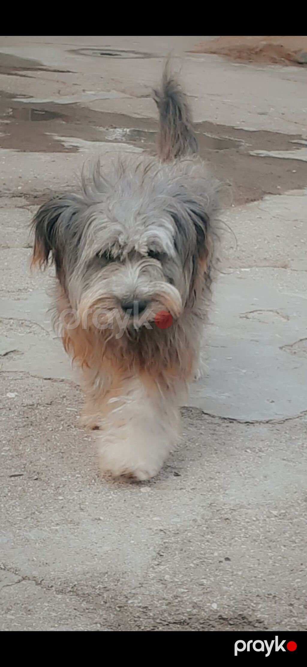 Pudel, 6 ay, Erkək, Peyvəndli, Ödənişli çatdırılma — Köpəklər, Digah (2)