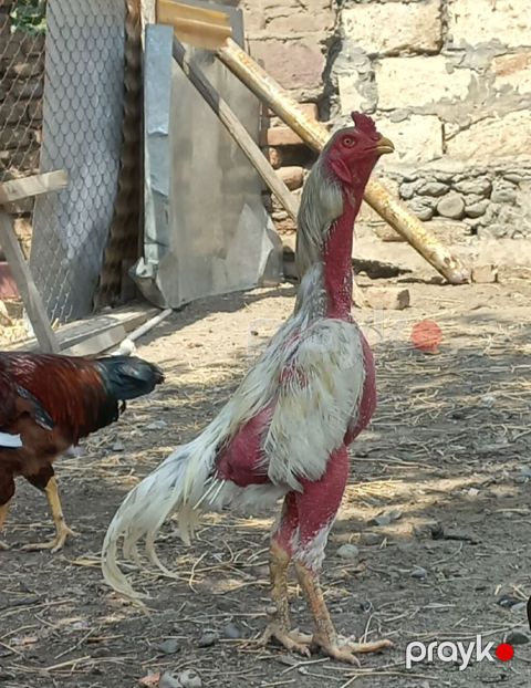 Super qan heyvan istiyen buyursun ünvan Gəncə qiymet 150 azn. 055 530 — Gəncə