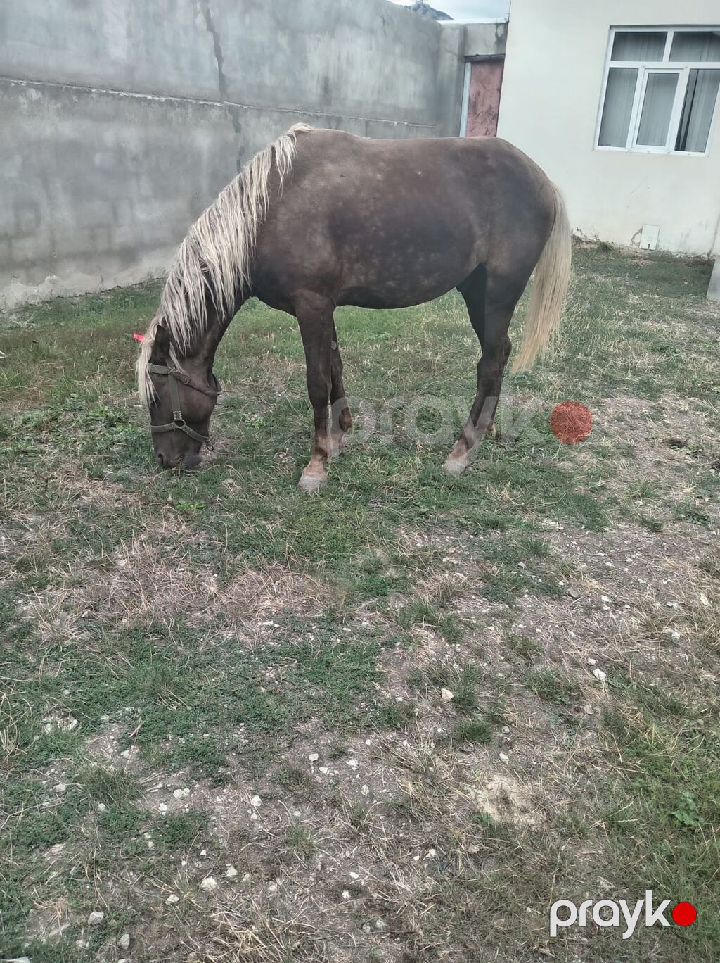 At satılır 2 yaşı var 3 dedi təzə miniydi — Atlar, Siyəzən (5)
