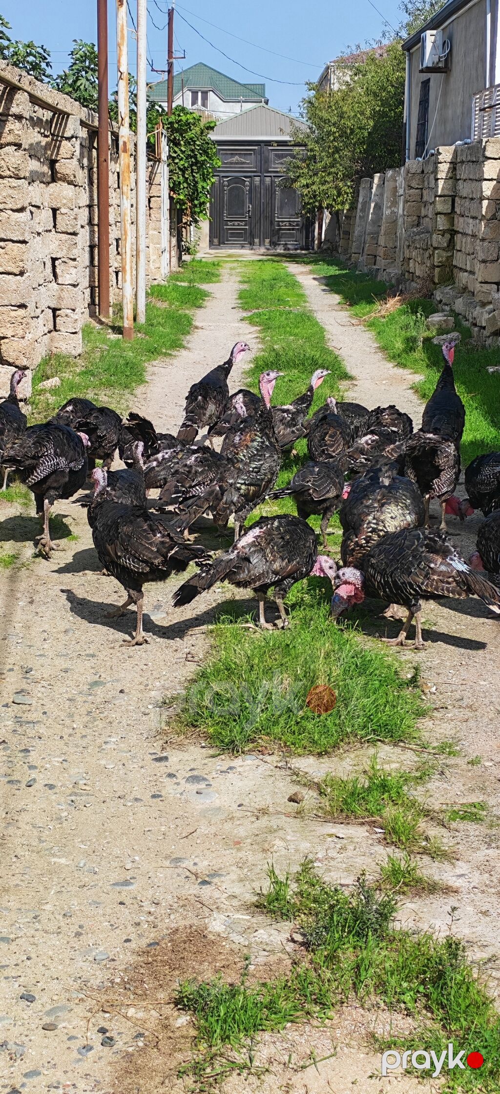 Dişi, Kanada, Damazlıq, Ödənişli çatdırılma — Digərləri, Digah (2)