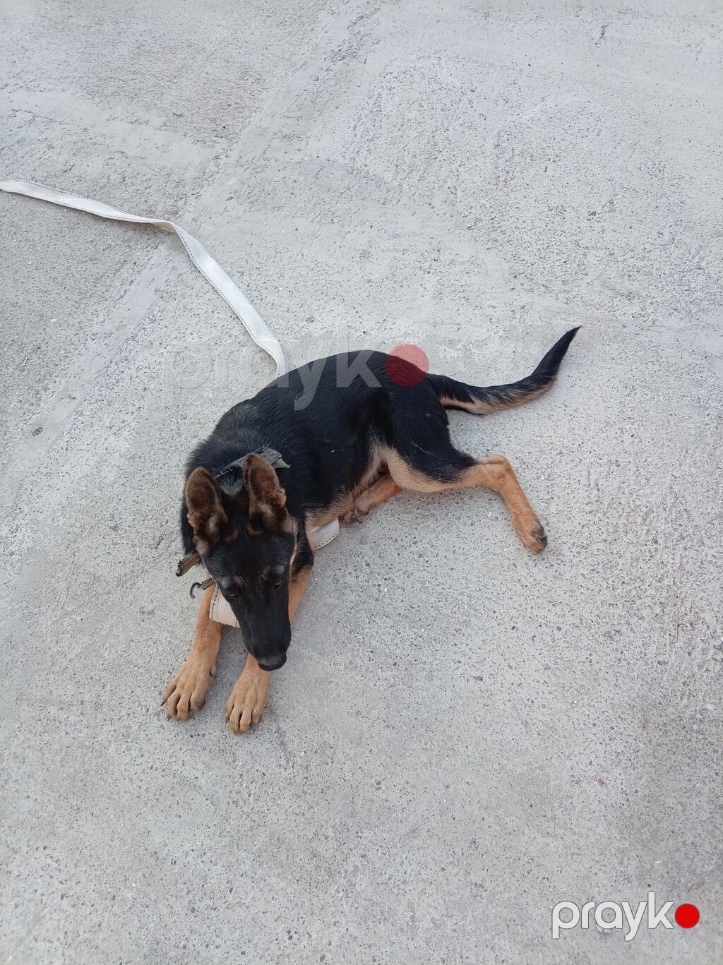 Alman çoban iti — Köpəklər, Bakı (5)