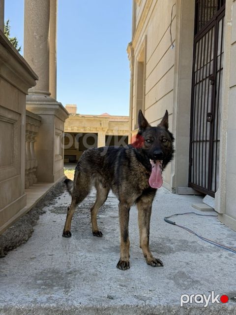Belçika çoban iti, 1 il — Bakı