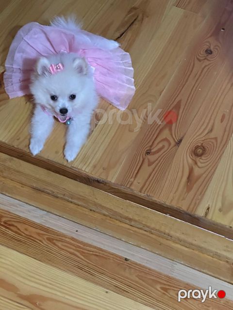 Mini spitz (Pomeranian) balası – ağ rəngli, uzun və yumşaq tüklü, qısa