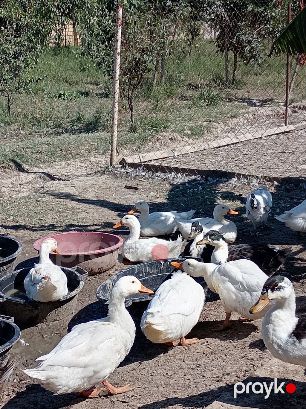Ağ pekin ördekleri satılır 10azn Əsil ətlikdirlər Rənglilər 20azn diri — Digərləri, Tovuz (3)